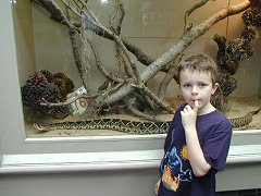 Henry ponders a python