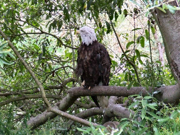 A bald eagle