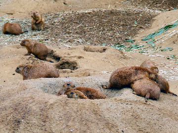 Gophers