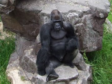 Silverback Gorilla