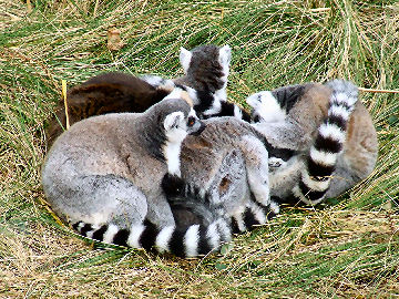 A ball of lemur fur