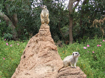 Meercat mound