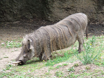 A gorgeous warthog