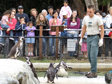 Penguin feeding time