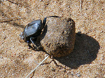 Dung Beetle