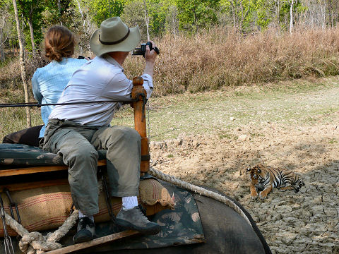 Alice and Andrew on elephant back photographing a 3-year old female in Kanha Tiger Sanctuary