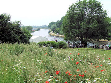 Poppy Fields