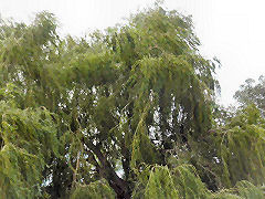 Wind in the willows